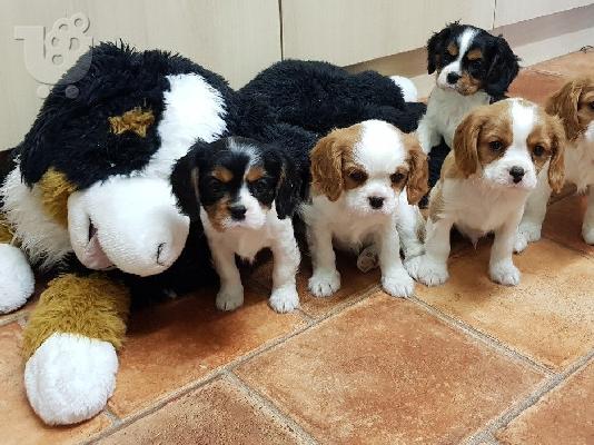 Κουτάβια Cavalier King Charles.