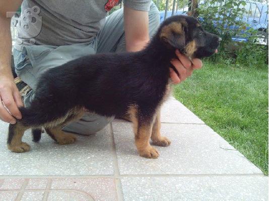 German Shepherd καθαροαιμα Αθηνα-Θεσσαλονικη-κρητη 6979314054...