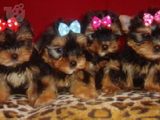 Yorkshire Terrier Super Mini, Eλευσινα (€ 120.00 )