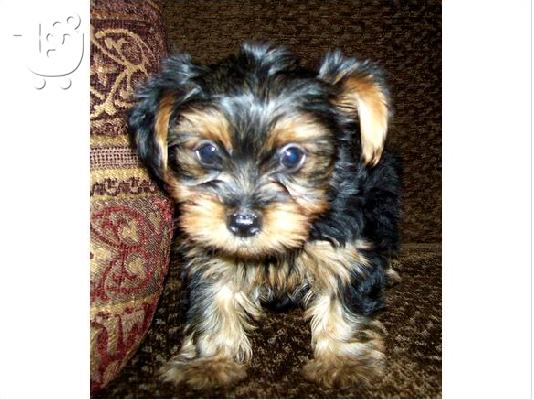 Κλειστό έθεσε Yorkie κουτάβια έτοιμη τώρα