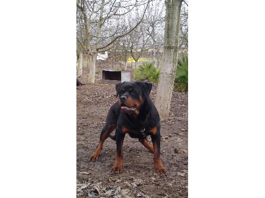 πωλουνται κουταβια rottweiler