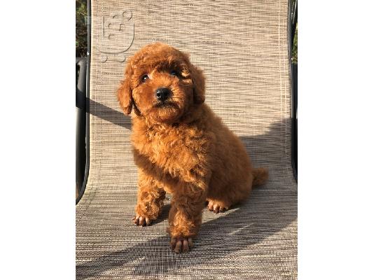 PoulaTo: Miniature poodle