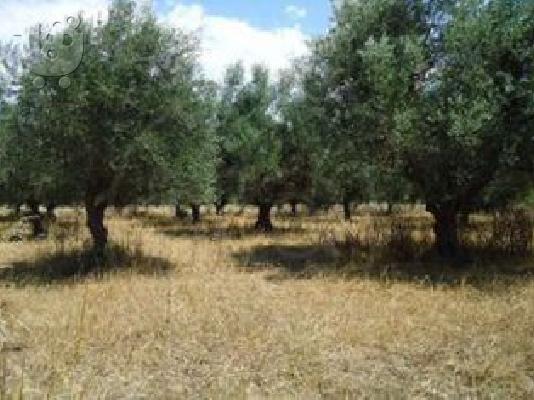 PoulaTo: Πωλείται έκταση γης 22000τ.μ.