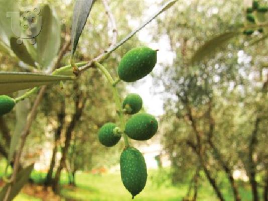 PoulaTo: ΠΩΛΗΣΗ ΑΓΡΟΤΕΜΑΧΙΟΥ