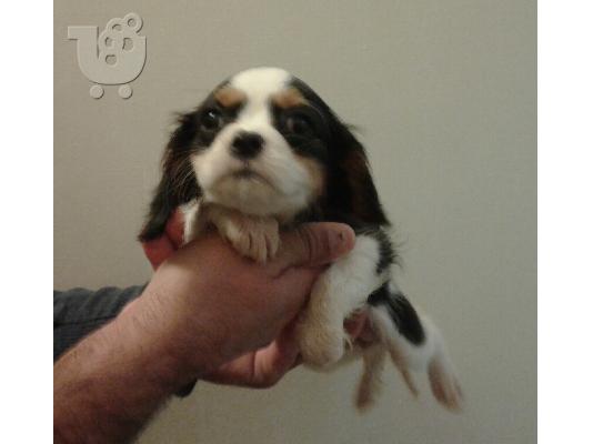 cavalier