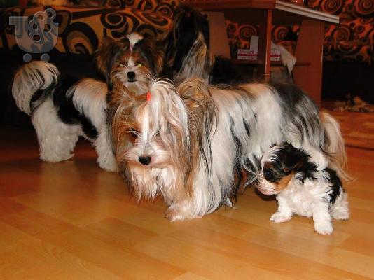 Χαριτωμένο καθαρόαιμο κουτάβι biewer yorkshire terrier