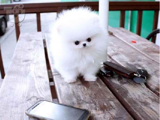 PoulaTo: Dwarf Spitz / Pomeranian puppies