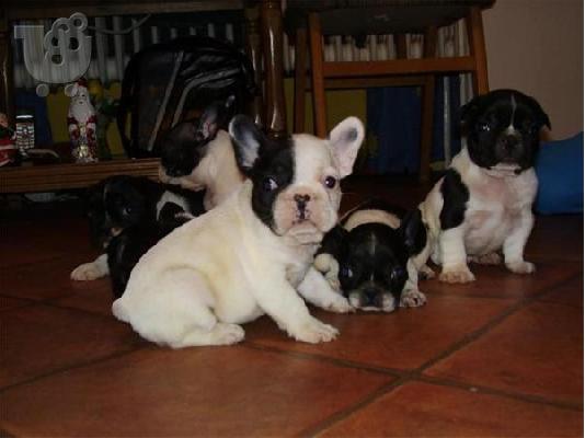 French Bulldog-Γαλλικό Μπουλντόγκ
