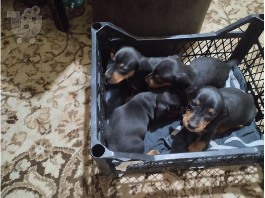 Dachshund κουτάβια εξωτικών χρωμάτων