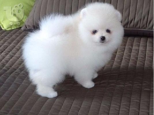 PoulaTo: Δύο φοβερά κουτάβια Pomeranian για Rehoming