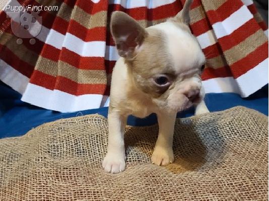 Boston Terrier