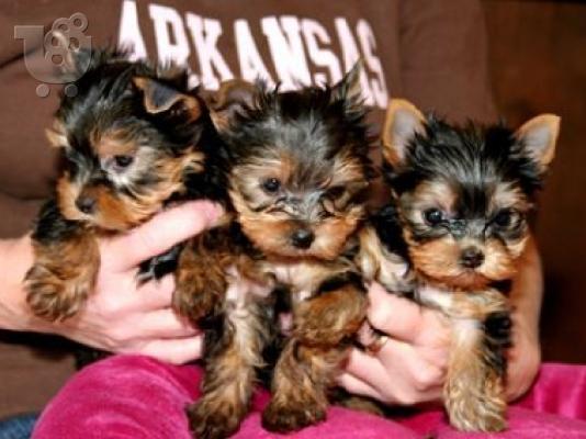 PoulaTo: Yorkshire terrier super pocket, Αττική (€ 120.00 )
