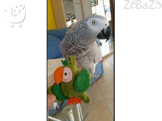 Rosie Irish Sports to rehome into foreverhome