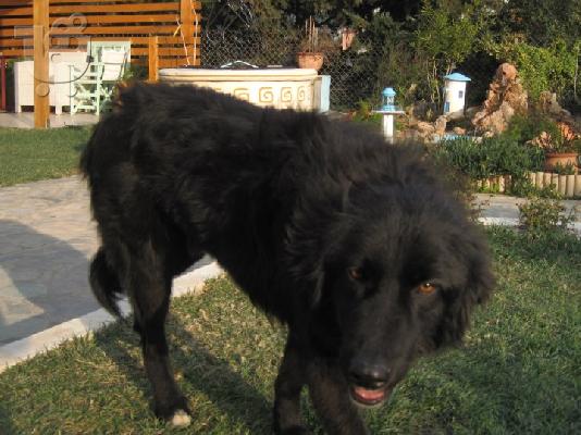 ΜΕΛΙΤΣΟΣ,ΗΜΙΑΙΜΟ ΛΑΜΠΡΑΝΤΟΡ,ΑΡ ΠΡΩΤ 4247/02