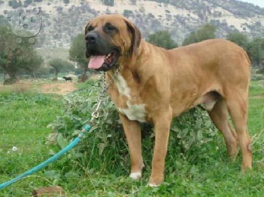 PoulaTo: τοζα ινου κουταβια πωλουνται