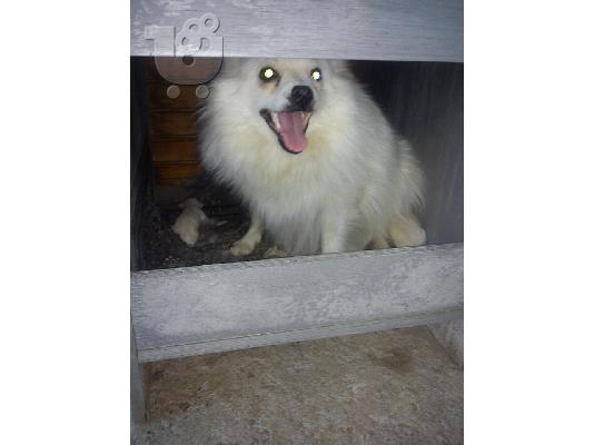 Πομερανιαν σπιτζ καθαροαιμα ΕΥΚΑΙΡΙΑ