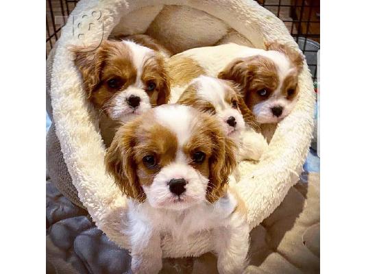 Κουτάβια Cavalier King Charles Spaniel για υιοθεσία