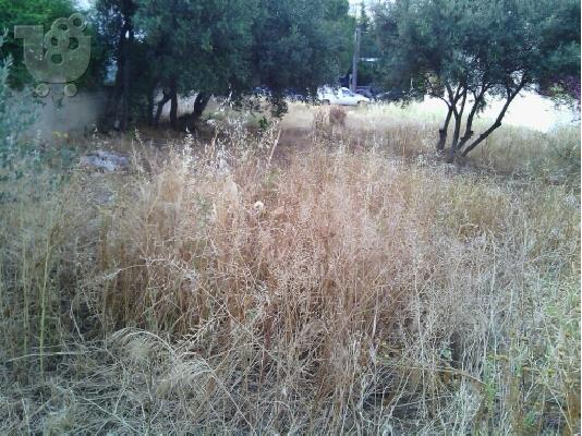 Καθαρισμός οικοπέδων και άλλων εκτάσεων 6932754198