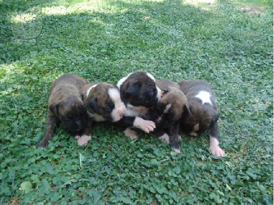 PoulaTo: Boxer gia pwlhsh!!!