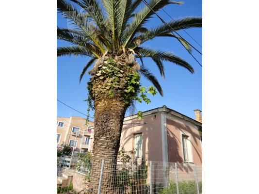 ΠΩΛΗΣΗ ΠΑΡΑΘΑΛΑΣΣΙΟΥ ΟΙΚΟΠΕΔΟΥ ΠΑΤΡΑ - ΡΟΪΤΙΚΑ