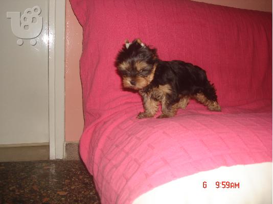 κουταβια yorkshire terrier!!