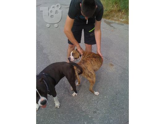 ΠΩΛΟΥΝΤΑΙ ΚΑΘΑΡΟΑΙΜΑ ΚΟΥΤΑΒΙΑ PITBULL