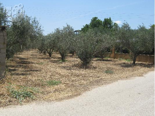 Πωλείται αγροτεμάχιο στο Μελίσσι, Δήμου Ξυλοκάστρου....