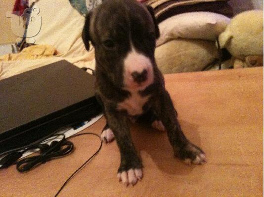 PoulaTo: pitbull- 45 imeron koutavia