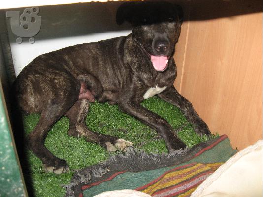 Pwloyntai koytavia pitbull