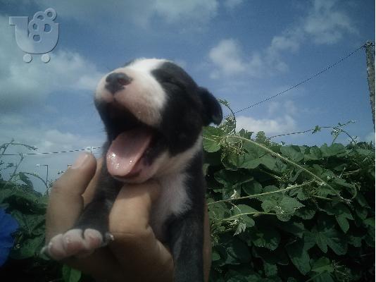 pitbull terrier
