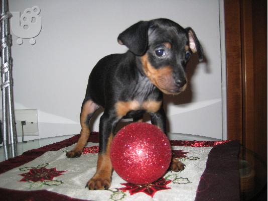 Mini pincher