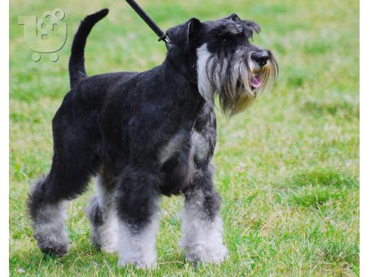 PoulaTo: καθαροαιμο κουταβι schnauzer miniature
