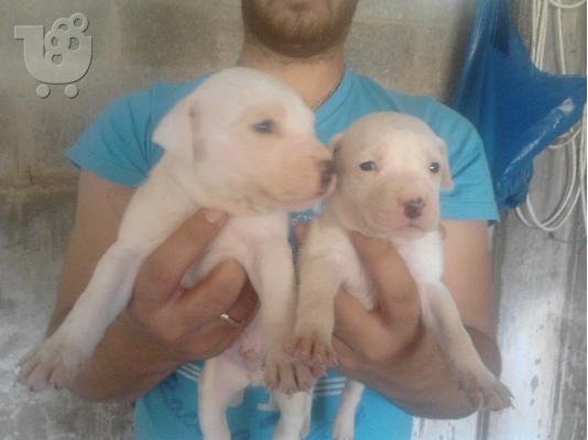 κουταβια american pitbull terrier καθαροαιμα