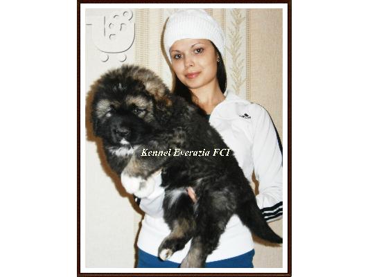 Caucasian Shepherd dogs