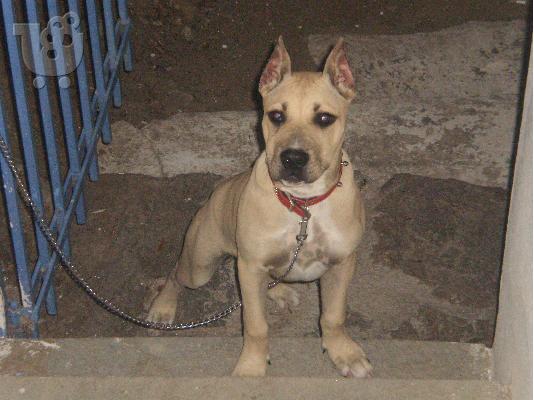 PoulaTo: polite pit bull Πίτμπουλ