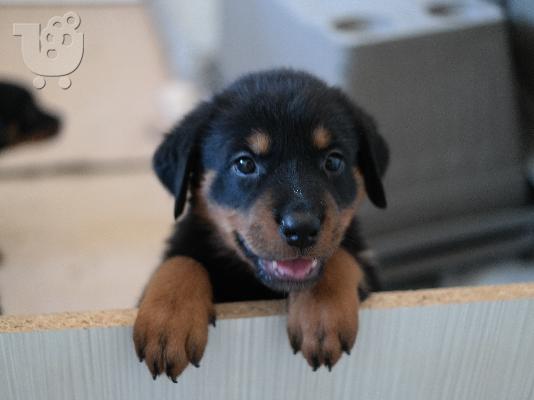 Rottweiler