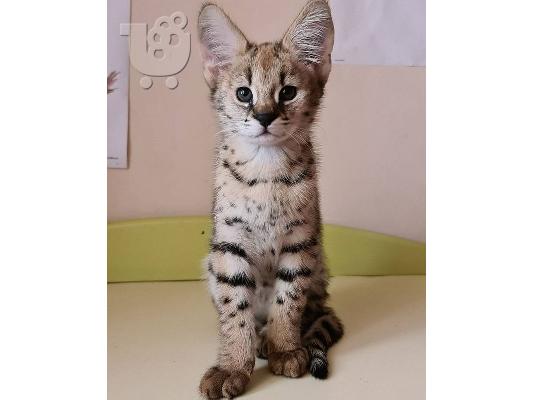F1 και F2 Savannah Kittens Διαθέσιμα