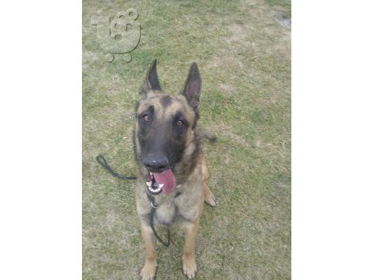 PoulaTo: belgian malinois