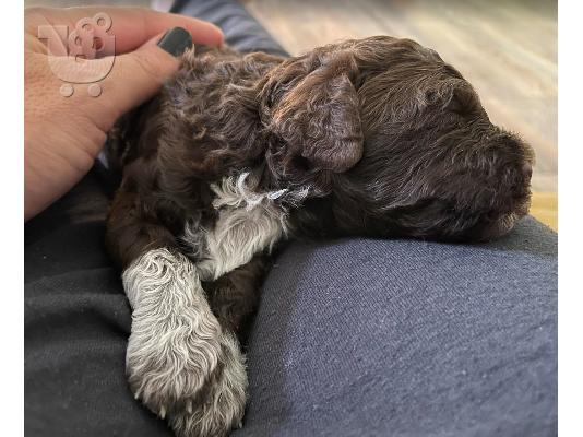 PoulaTo: Κουτάβια Lagotto Romagnolo