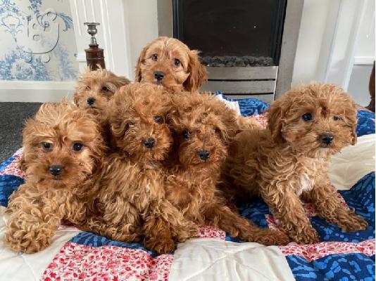 PoulaTo: Cavapoo Red