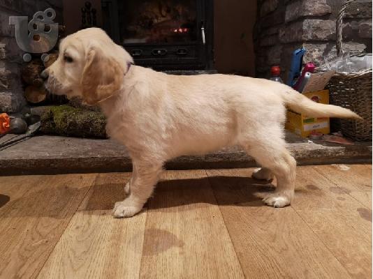 Όμορφα αρσενικά και θηλυκά χρυσά retriever κουτάβια