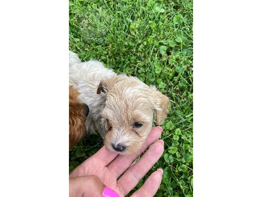 PoulaTo: Maltipoo κουτάβια προς πώληση