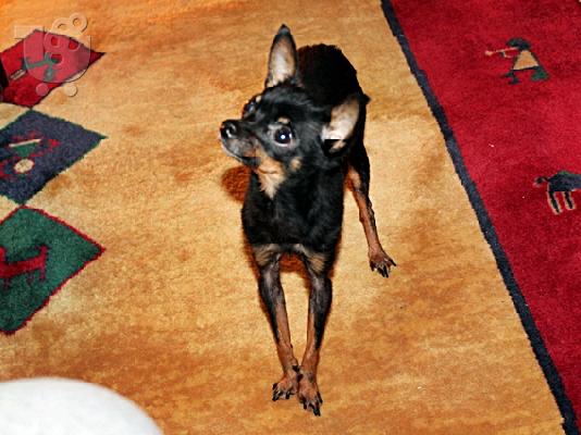 Russian Toy Terrier  (Super mini)