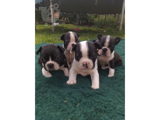 PoulaTo: Lovely Boston Terrier κουτάβια