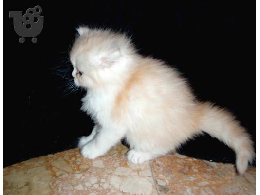 persika gatakia Περσική (Persian)