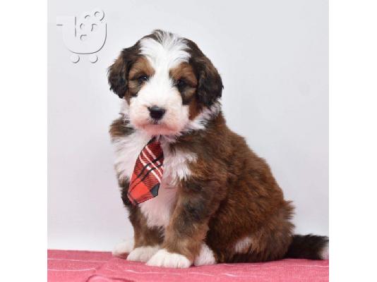 PoulaTo: Μίνι κουτάβια Bernedoodle