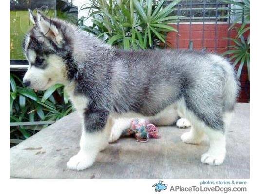PoulaTo: Ψάχνω για καθαρόαιμο Husky Σιβηρίας