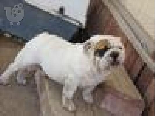 PoulaTo: englishbulldog for rehoming
