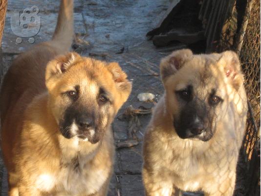 PoulaTo: KANGAL
