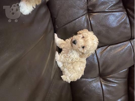Εξαιρετικά μικροσκοπικά κουτάβια Maltipoo